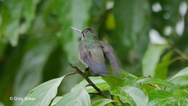 Glittering-throated Emerald - ML201832781