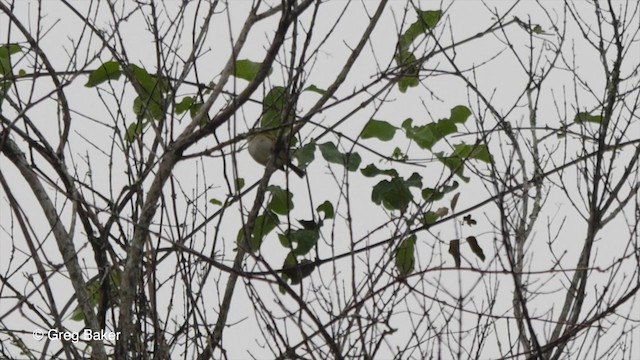 Hangnest Tody-Tyrant - ML201832811