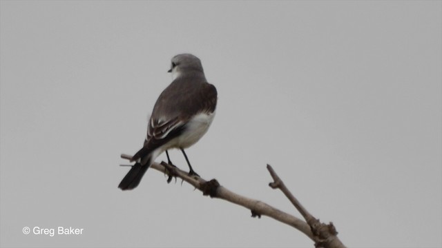 White-rumped Monjita - ML201832821