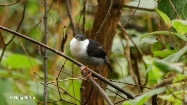 White-bearded Manakin - ML201832851