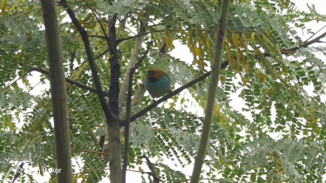 Gilt-edged Tanager - ML201832871