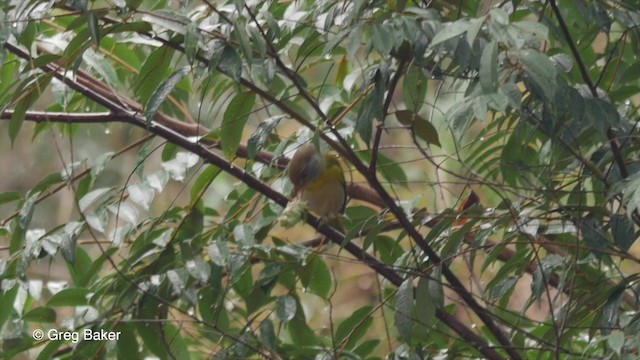 Vireón Cejirrufo (ochrocephala) - ML201832881