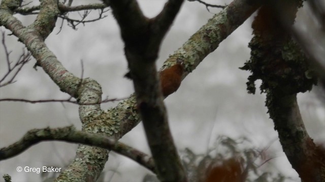 Scaled Woodcreeper (Scaled) - ML201832891