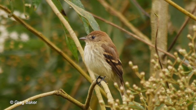 Bran-colored Flycatcher - ML201832931