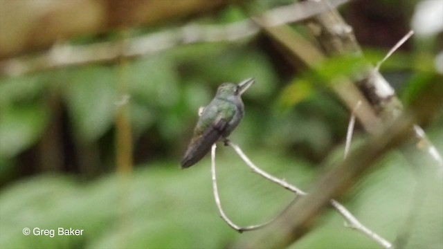 kolibřík safírový (ssp. lactea/zimmeri) - ML201832941