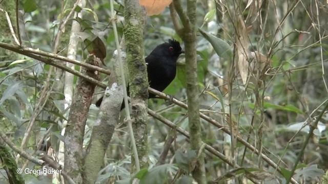 White-shouldered Fire-eye - ML201832971