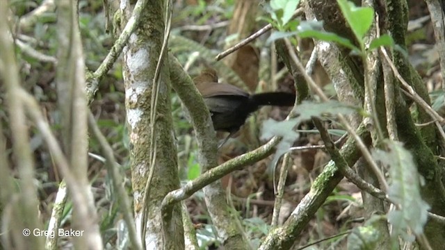 White-shouldered Fire-eye - ML201832981