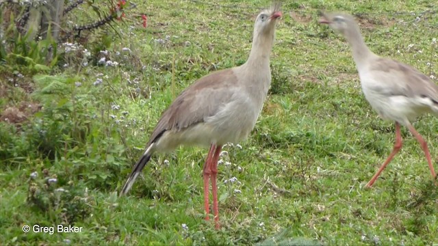 Red-legged Seriema - ML201832991