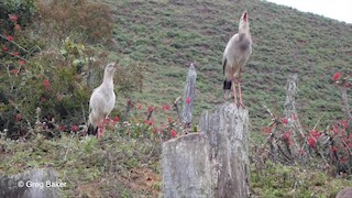  - Red-legged Seriema