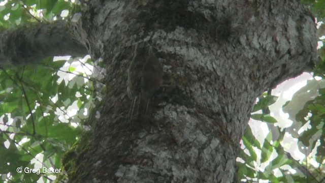 Planalto Woodcreeper - ML201833021