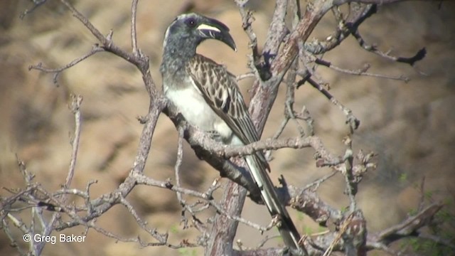 African Gray Hornbill - ML201833131
