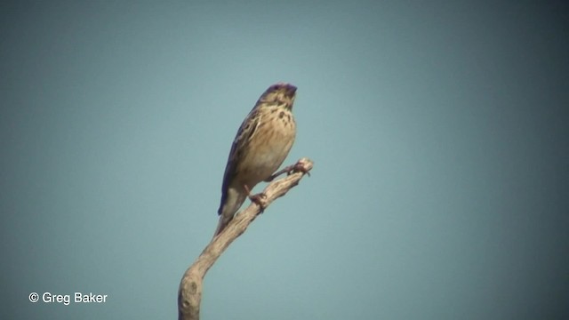 Yellow Canary - ML201833141