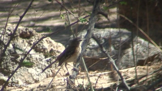 White-browed Scrub-Robin (Red-backed) - ML201833171