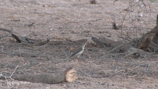 Groundscraper Thrush - ML201833191