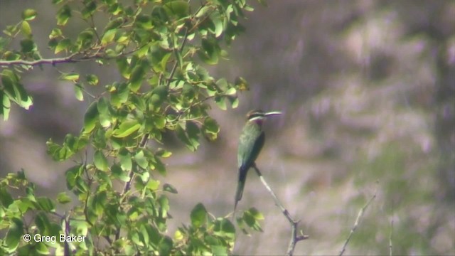 Madagascar Bee-eater - ML201833201