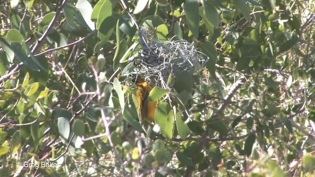 Southern Masked-Weaver - ML201833211