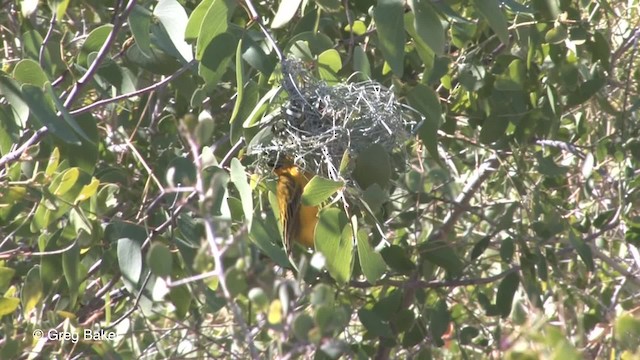 Southern Masked-Weaver - ML201833211