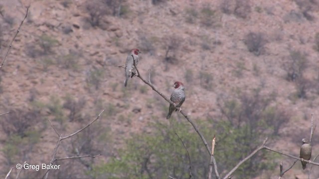 Red-headed Finch - ML201833281