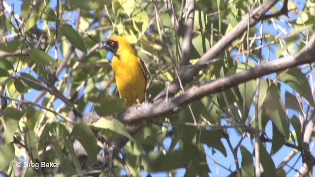 Southern Masked-Weaver - ML201833291