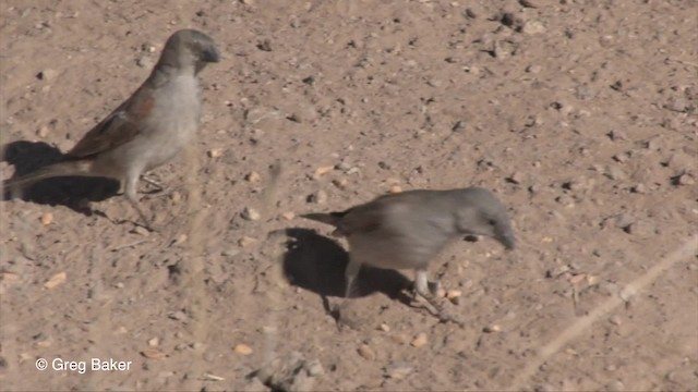 Southern Gray-headed Sparrow - ML201833301