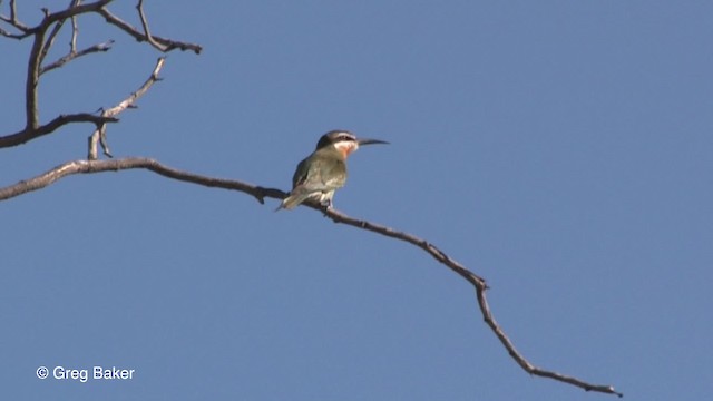 Madagascar Bee-eater - ML201833311
