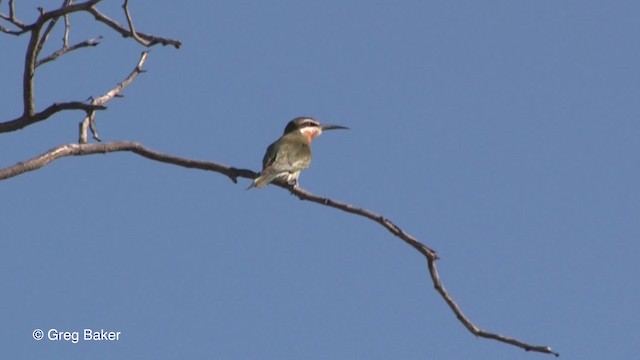 Madagaskar Arıkuşu - ML201833311