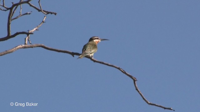 Guêpier de Madagascar - ML201833311