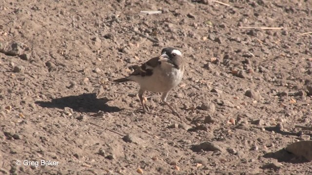 White-browed Sparrow-Weaver - ML201833321