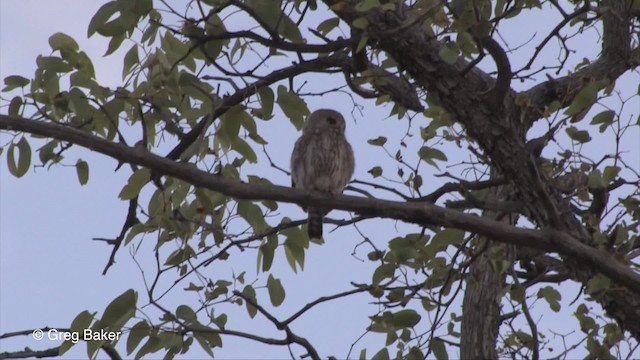 Pearl-spotted Owlet - ML201833351