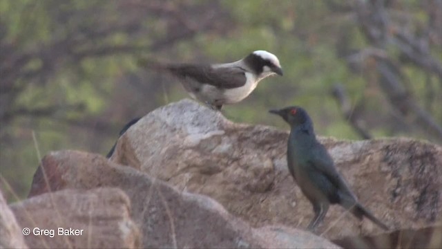 White-crowned Shrike - ML201833361