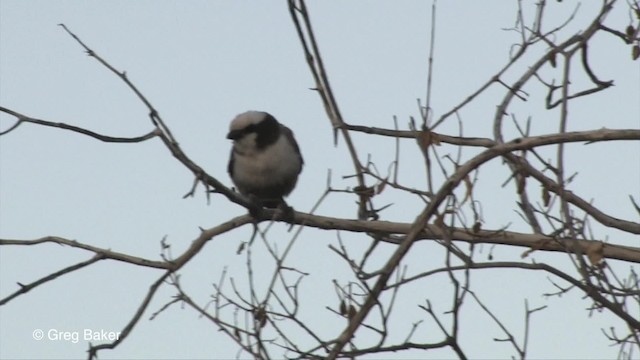 White-crowned Shrike - ML201833371