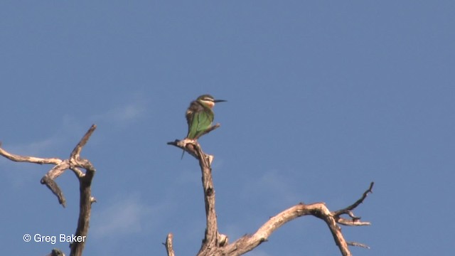 Madagascar Bee-eater - ML201833381