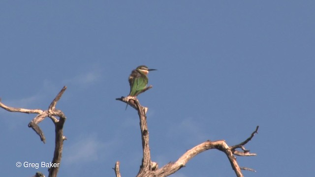 Guêpier de Madagascar - ML201833381