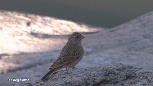 Lark-like Bunting - ML201833401