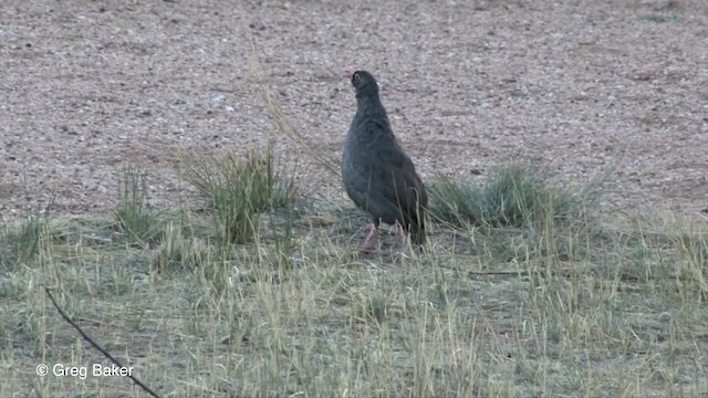 Red-billed Spurfowl - ML201833421