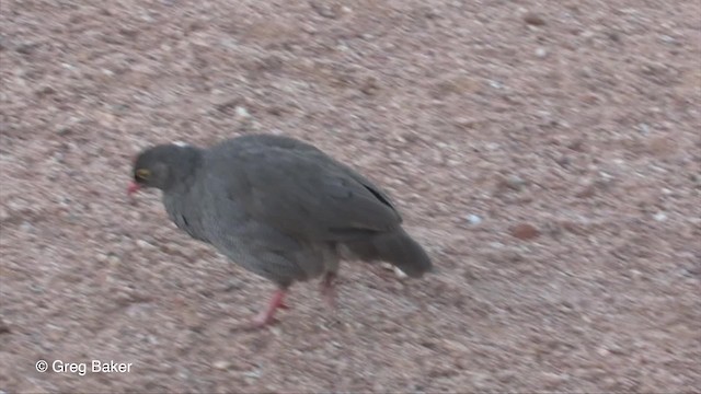 Francolin à bec rouge - ML201833431