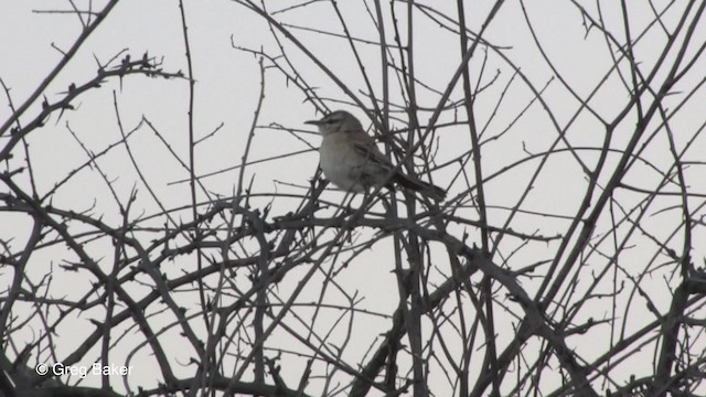 Kalahari Scrub-Robin - ML201833441