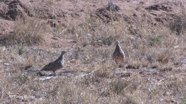 Burchell's Sandgrouse - eBird