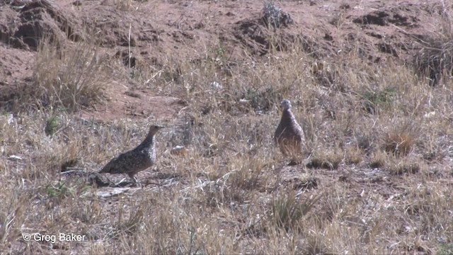 Burchell's Sandgrouse - ML201833471