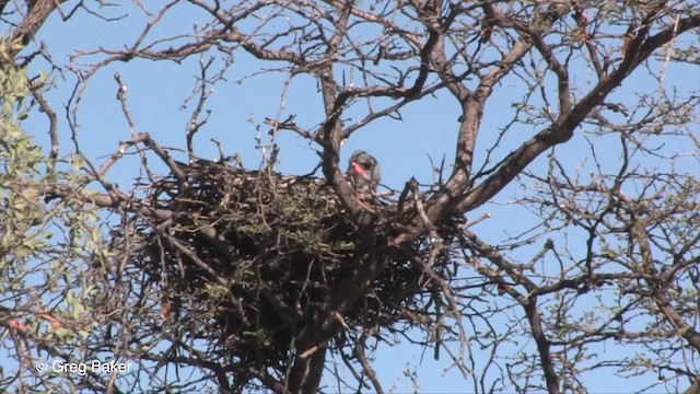 Pale Chanting-Goshawk - ML201833491