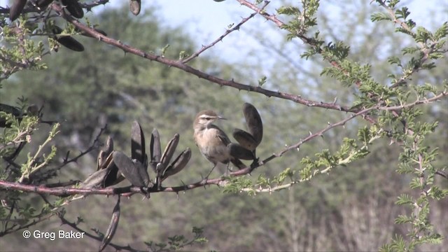 Kalahari Scrub-Robin - ML201833521