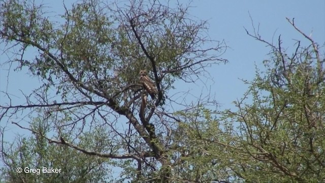 Spotted Eagle-Owl - ML201833531