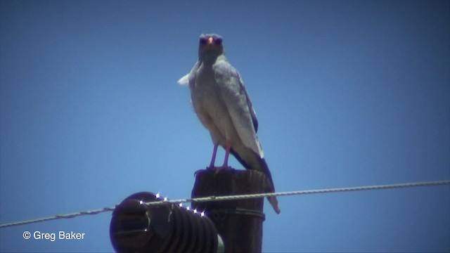 Pale Chanting-Goshawk - ML201833541