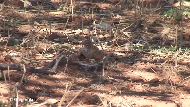 Sabota Lark (Bradfield's) - ML201833551