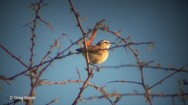 Kalahari Scrub-Robin - ML201833571