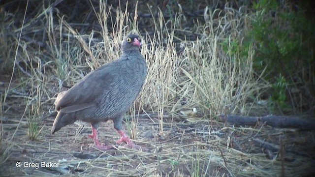 Red-billed Spurfowl - ML201833581