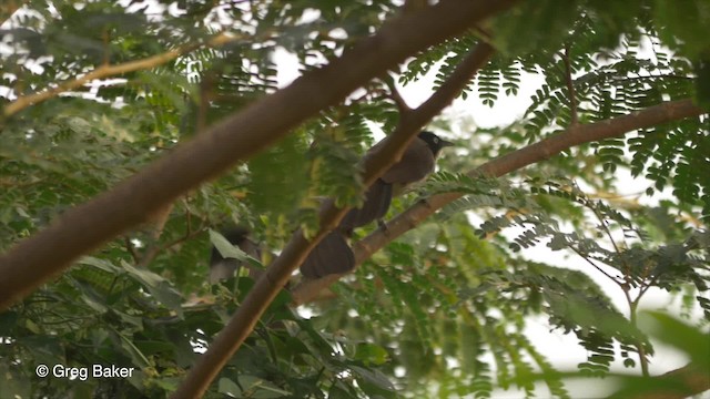 Blackcap Babbler (Blackcap) - ML201833651