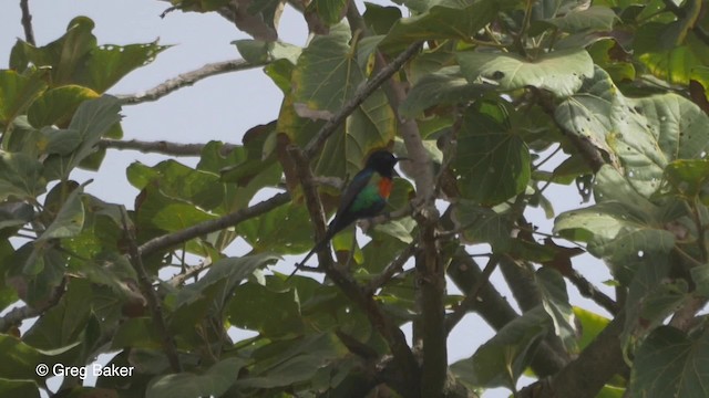 strdimil nádherný (ssp. pulchellus) - ML201833711