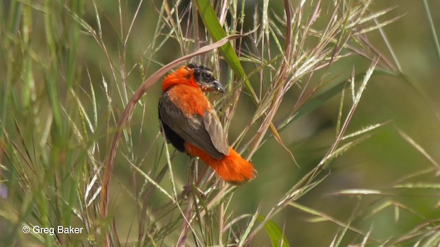 Northern Red Bishop - ML201833731