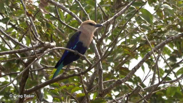 Blue-bellied Roller - ML201833741